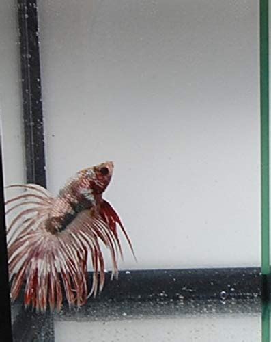 Unveiling The Rarest Betta Fish: Types, Characteristics, And .